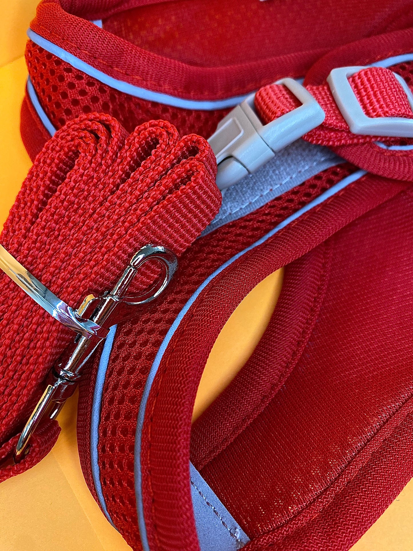 Let’s go for a walk leash